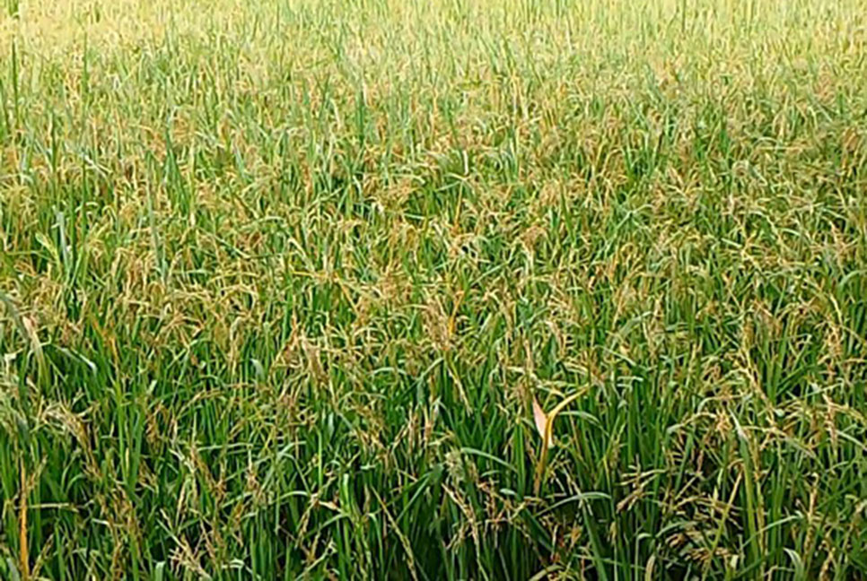 আউশের মৌসুমে বোরো ধানের আবাদ           
