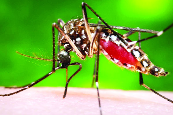 ডেঙ্গুর থাবা বছরজুড়ে
