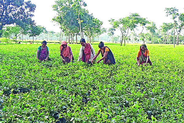 ঠাকুরগাঁওয়ে বাড়ছে চা-চাষ