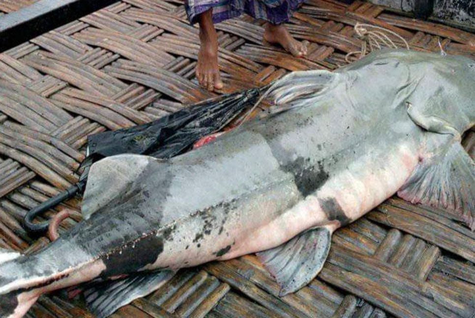 তিস্তায় ধরা পড়ল ৭২ কেজির বাঘাইর