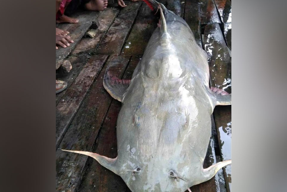 তিস্তায় জেলের জালে
৩৮ কেজি’র বাঘা আইড়