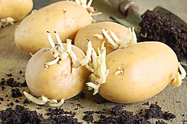 আলু বীজ নিয়ে সিন্ডিকেটের শঙ্কা