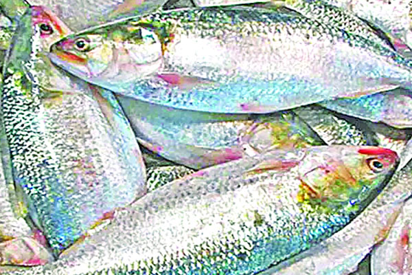 হঠাৎ কমেছে ইলিশ আহরণ