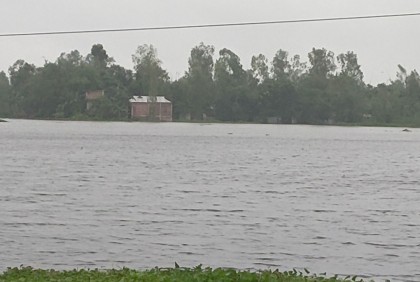 তিস্তার পানিতে ফসলের ক্ষতি 

