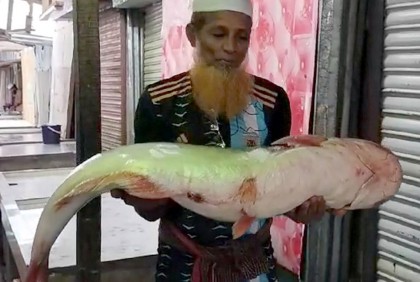 জেলের জালে সাড়ে ১৬ কেজির পাঙ্গাশ