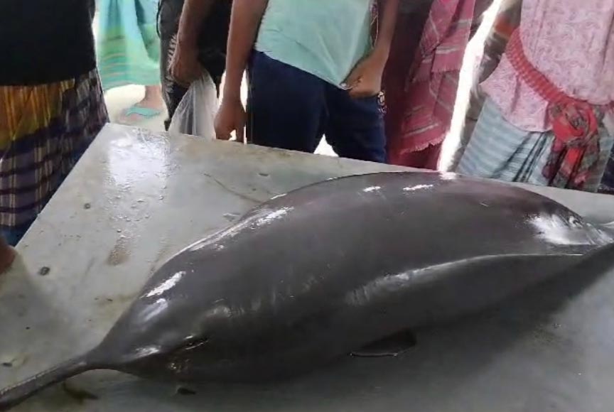 মুন্সীগঞ্জে জেলের জালে আটকা পড়লো ৫০ কেজি ওজনের শুশুক
