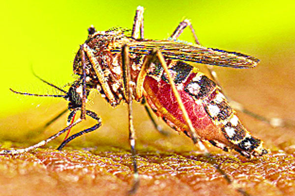 ফ্রিতেও সাড়া নেই ডেঙ্গু পরীক্ষায়