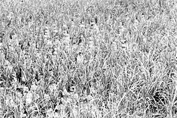 ভেজাল কীটনাশকে পুড়ল ১১ বিঘার ধান