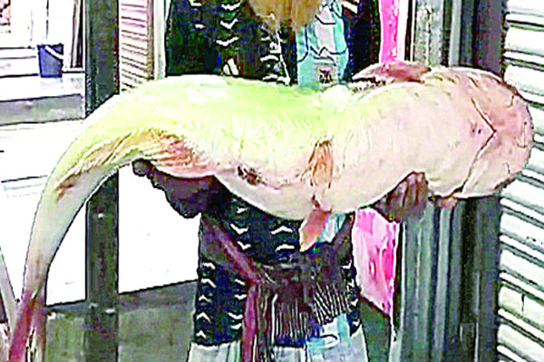 জালে ১৬ কেজির পাঙাশ