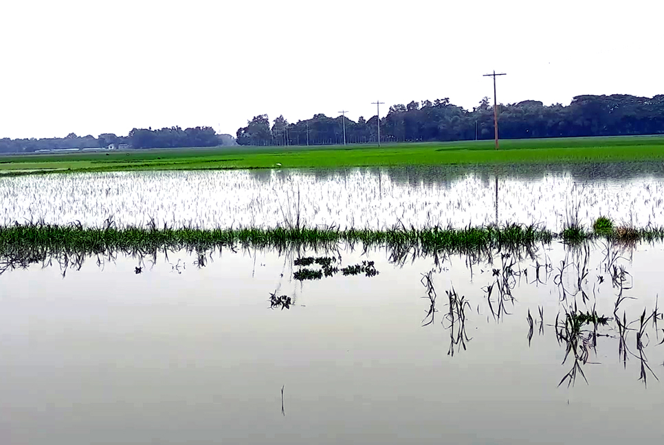 টানা বর্ষণে নেত্রকোনার ১১ হাজার ৮৮২ হেক্টর রোপা আমন নিমজ্জিত