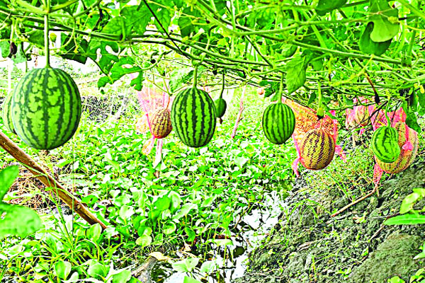 কোটালীপাড়ায় তরমুজের বাম্পার ফলন
