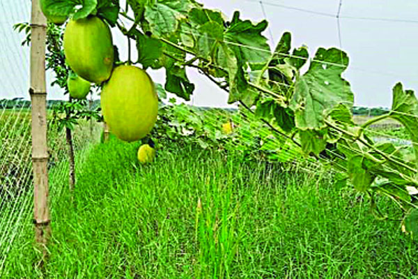 সাম্মাম চাষে চমক