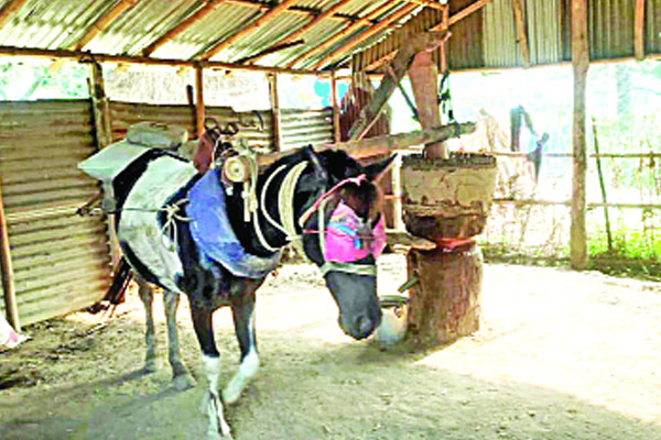 তেলের ঘানিতেই চলে সংসার