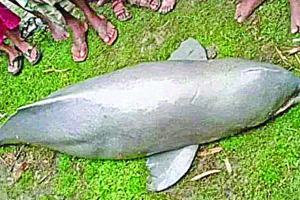 জেলের জালে ৪ মণ ওজনের ডলফিন
