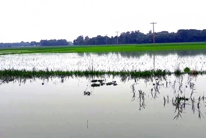টানা বর্ষণে নেত্রকোনার ১১ হাজার ৮৮২ হেক্টর রোপা আমন নিমজ্জিত