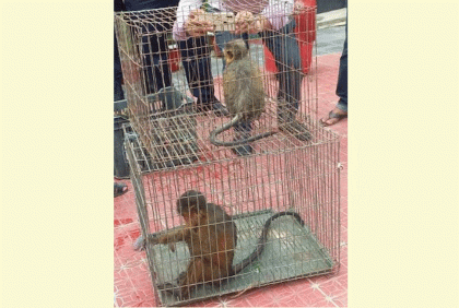 ফেনীতে দুই মুখপোড়া হনুমানসহ ১৬ কাছিম উদ্ধার