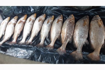 ১০ পোপা মাছের দাম হাঁকাচ্ছেন ২০ লাখ টাকা