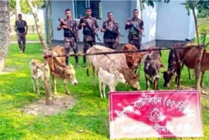 হবিগঞ্জে সীমান্ত দিয়ে আসা ৯টি ভারতীয় গরু জব্দ