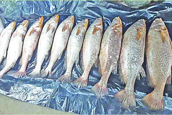 জেলের জালে ১০ পোপা, দাম হাঁকছেন ২০ লাখ টাকা