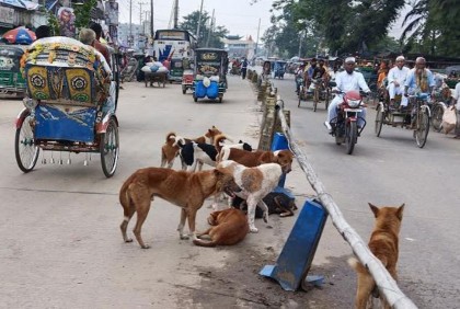 ফুলপুরে বেড়েছে শিয়াল-কুকুরের উপদ্রব  