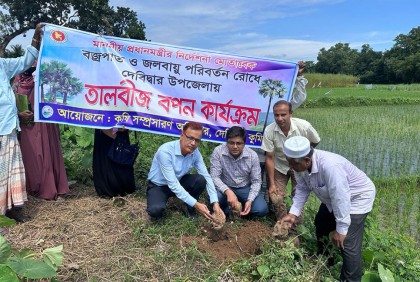 বজ্রপাতের ঝুঁকি রোধে ৮ হাজার তাল গাছ