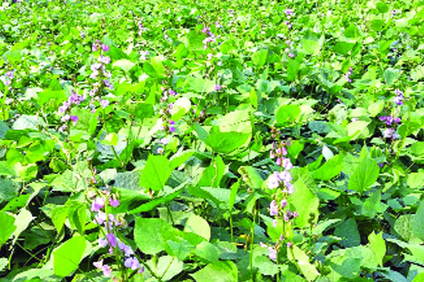 আগাম শীতকালীন সবজিতে ব্যস্ত কৃষক