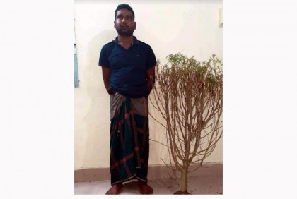 দিনাজপুরে গাঁজার গাছসহ আটক ১