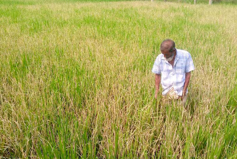বগুড়ায় আমন ধানে পোকার আক্রমণ