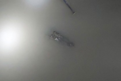 ফরিদপুরে নদীতে দেখা মিলল কুমিরের!

