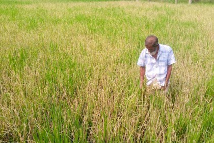 বগুড়ায় আমন ধানে পোকার আক্রমণ