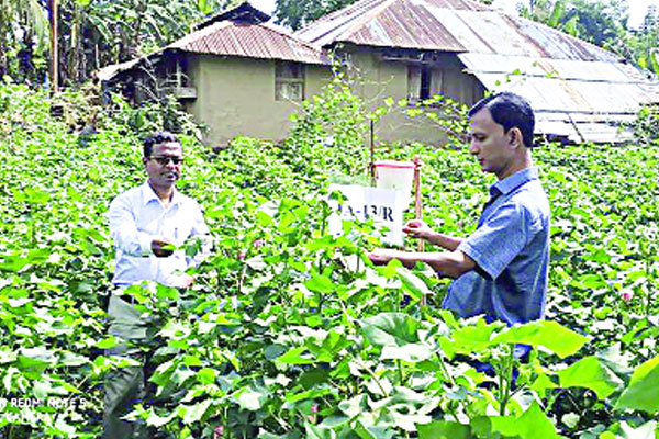 তুলা উৎপাদনে নতুন মাত্রা