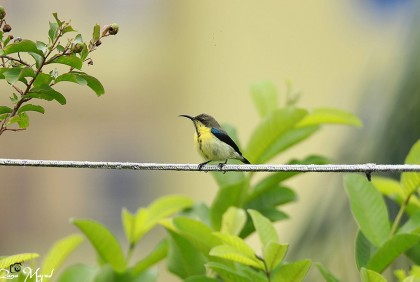 বিলুপ্তির পথে মৌটুসি