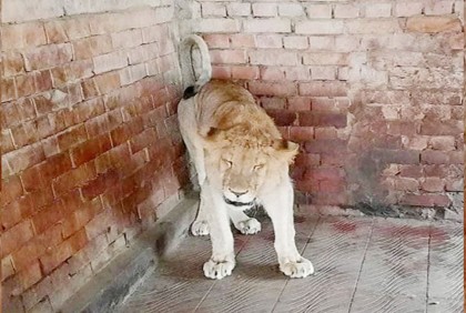 চট্টগ্রাম চিড়িয়াখানায় সিংহী নোভার মৃত্যু