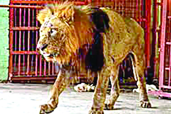 নোভা আর নেই