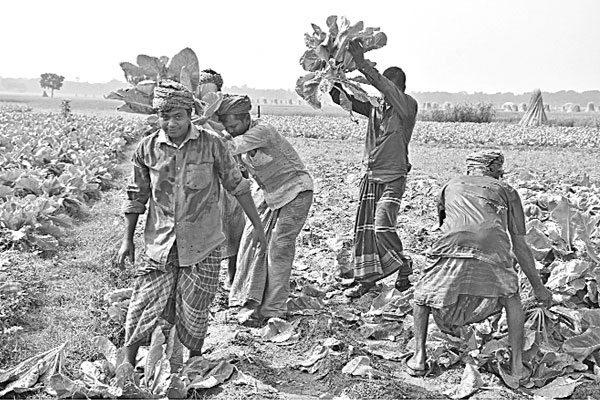 বীজে প্রতারণা, ক্ষতিগ্রস্ত কৃষক