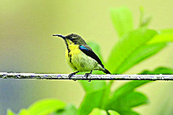 সুরেলা কণ্ঠের পাখি মৌটুসি