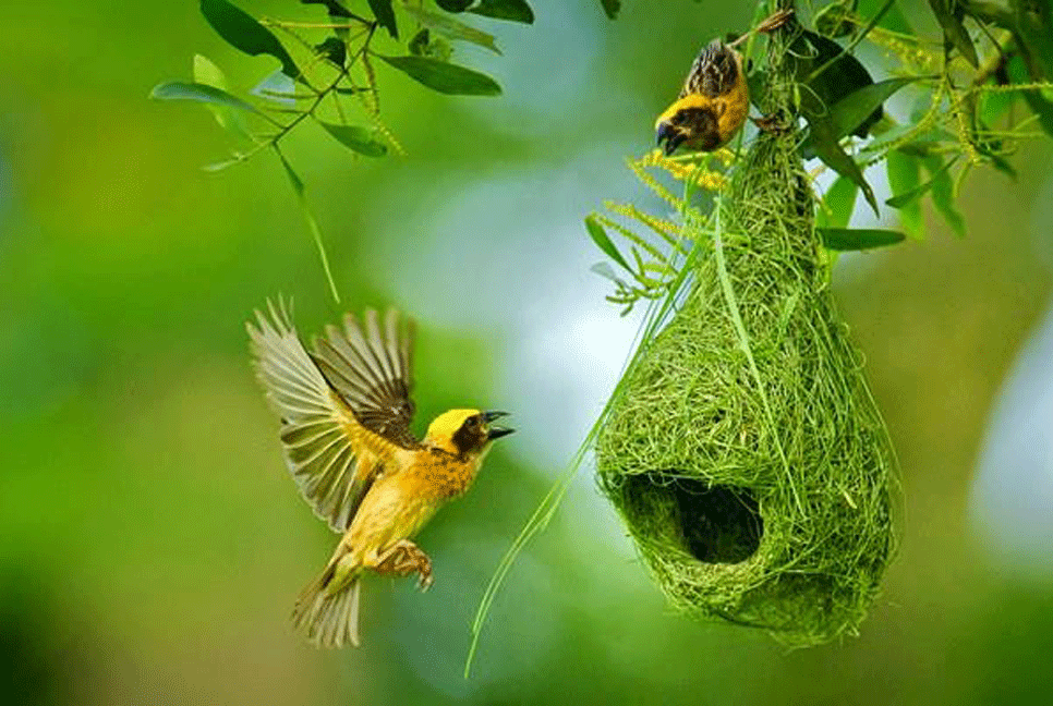 হারিয়ে যাচ্ছে বাবুই পাখির শিল্প