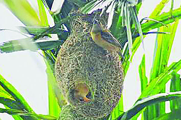 হারিয়ে যাচ্ছে বাবুই পাখির শিল্প