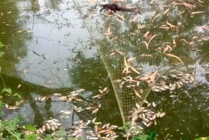 পুকুরে বিষ ঢেলে মাছ মারার অভিযোগ