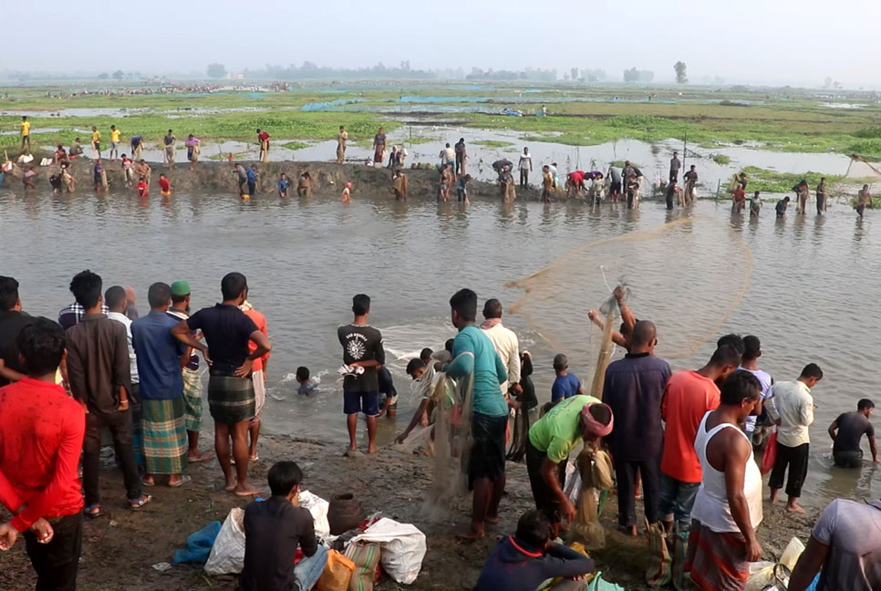 ঠাকুরগাঁওয়ে বুড়ির বাঁধে মাছ ধরার উৎসব