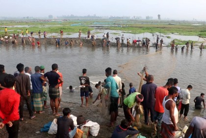 ঠাকুরগাঁওয়ে বুড়ির বাঁধে মাছ ধরার উৎসব