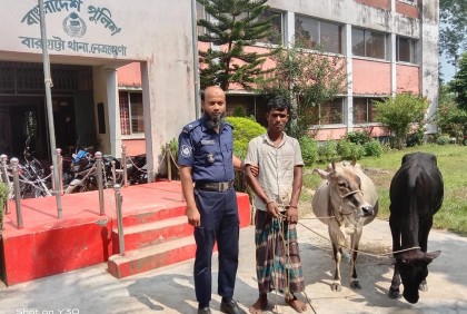 বারহাট্টায় দুই গরুসহ চোর আটক
