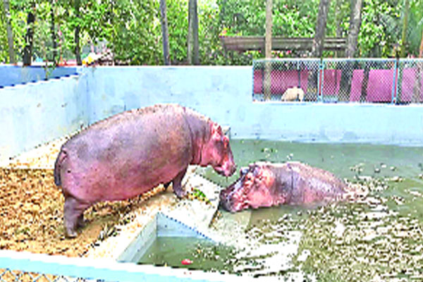 চট্টগ্রাম চিড়িয়াখানায় লাল পাহাড়ের সঙ্গী হলো জলপরি