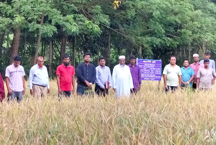 গোপালগঞ্জে বিনাধান-১৭ এর মাঠ দিবস 