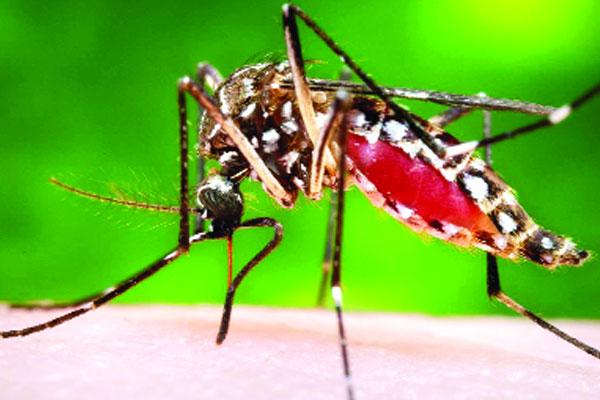 ডেঙ্গুতে মৃত আটজনের সাতজনই ঢাকার