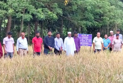 গোপালগঞ্জে বিনাধান-১৭ এর মাঠ দিবস 