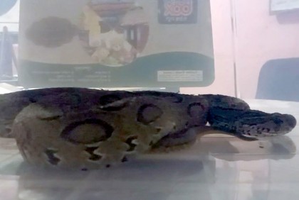 কলাপাড়ায় রাসেল ভাইপার সাপ উদ্ধার 