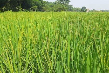 রোপা আমনের সবুজ ক্ষেতে কৃষকের রঙিন স্বপ্ন