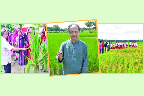 আবেদ চৌধুরীর বিস্ময়কর উদ্ভাবন পঞ্চব্রীহি ধান