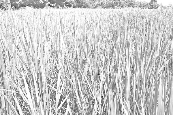 রোপা আমনে রঙিন স্বপ্ন